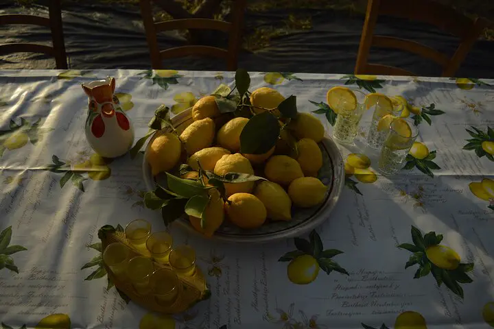 Limoneti di Massa Lubrense: innesti, pergolato e limoncello