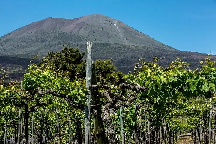 Lacryma Christi tra i filari, poi a tavola ai piedi del vulcano
