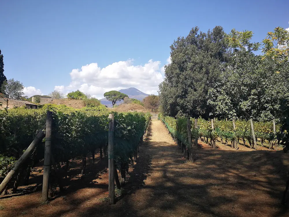 Pranzo in cantina sulle pendici del Vesuvio